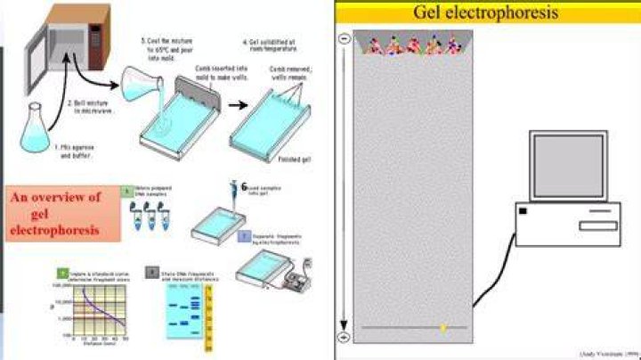 How is electrophoresis used to solve crimes?