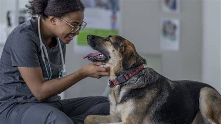 How many vet nurses are there in NZ?