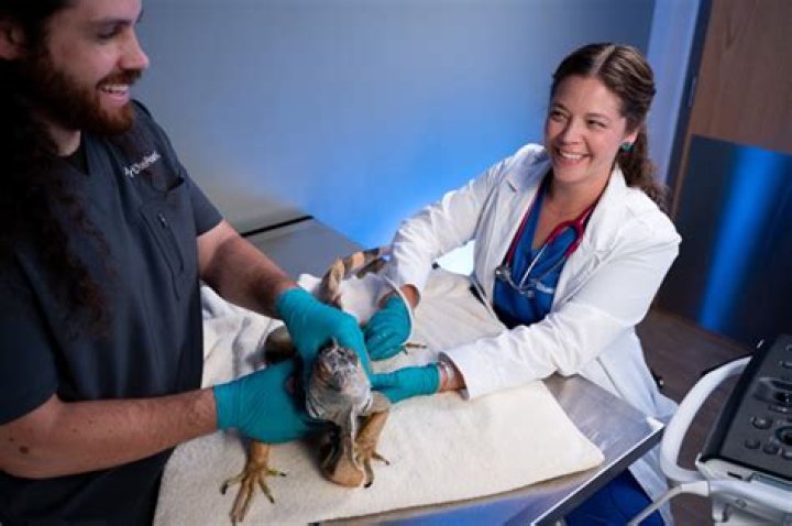 How much do exotic vets make in Australia?