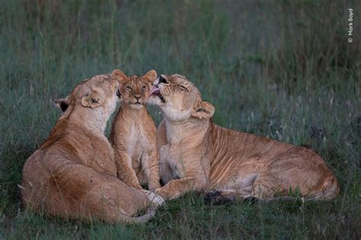 How much do Wildlife Photographer get paid?