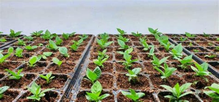 How much does a plant breeding technician make?