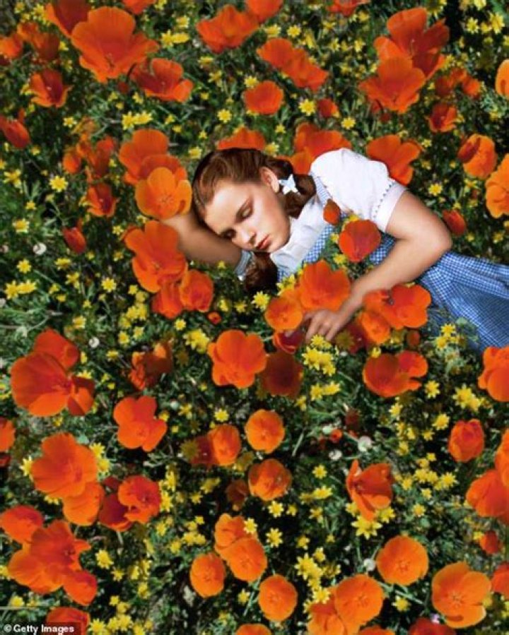 Was Judy Garland drugged during filming?