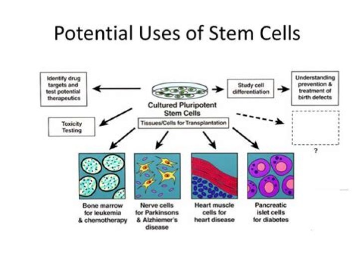 What are 3 potential uses for stem cells in medicine?