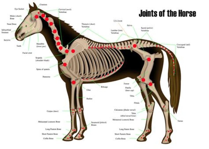What is considered equine?